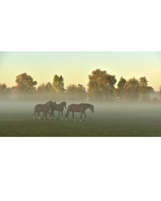 Spring is Almost Here: The Equestrian's Favourite Time of Year!