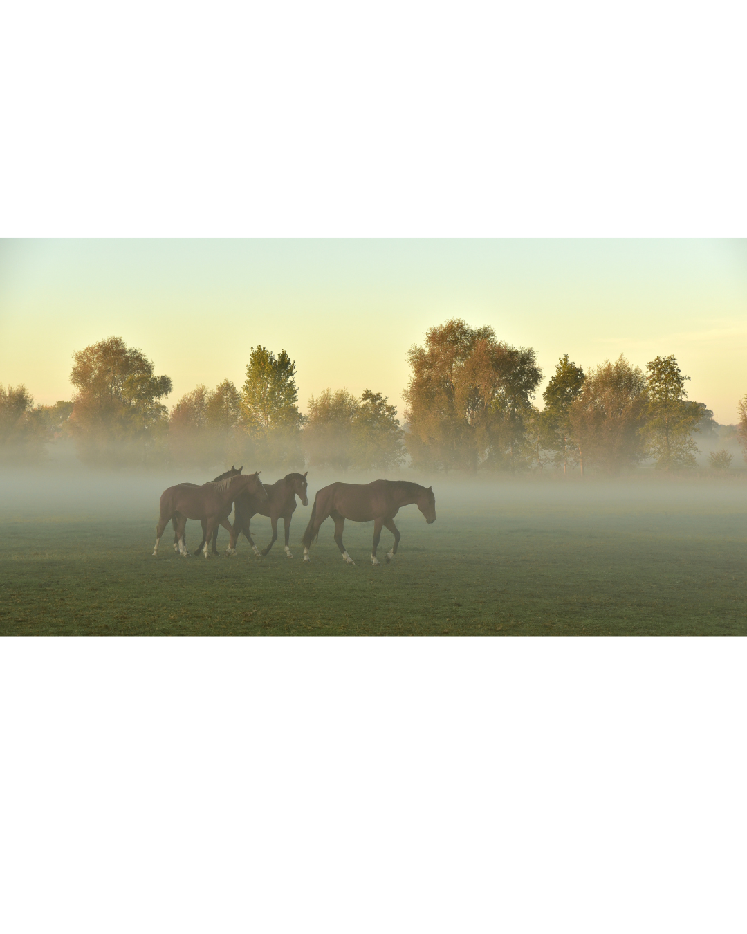 Spring is Almost Here: The Equestrian's Favourite Time of Year!